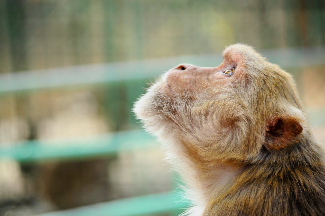 photo of brown monkey looking up