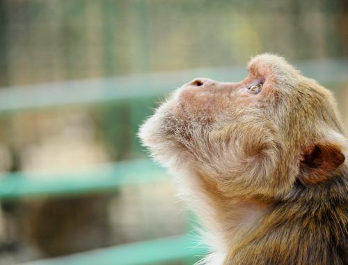 photo of brown monkey looking up