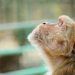 photo of brown monkey looking up