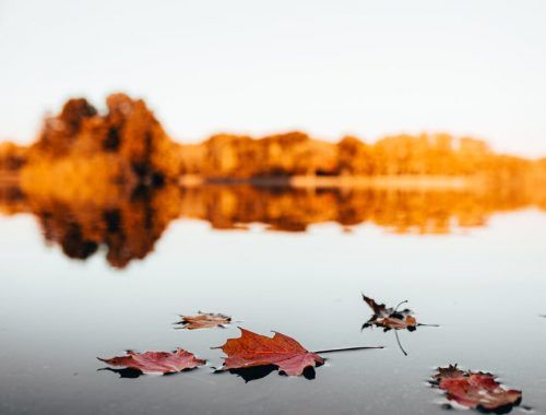maple leaves on water