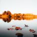 maple leaves on water