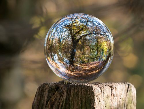 macro photography of tree