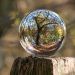 macro photography of tree