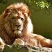 close up portrait of lion