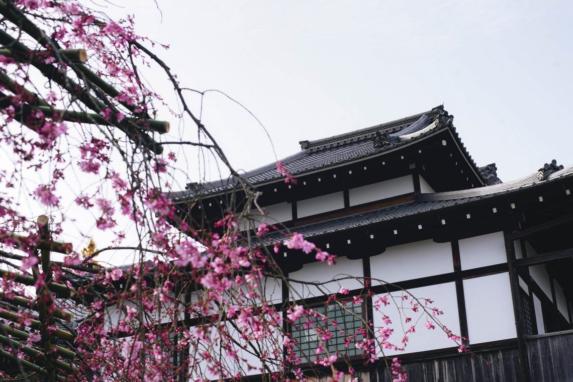 pink cherry blossom tree near an ancient temple