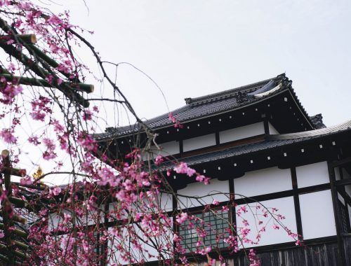 pink cherry blossom tree near an ancient temple