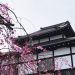 pink cherry blossom tree near an ancient temple