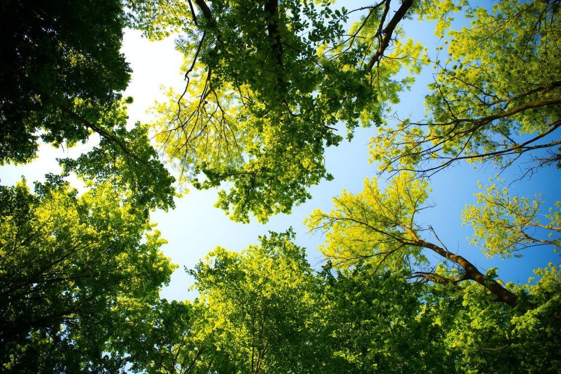 tall trees
