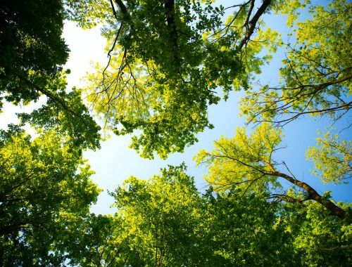 tall trees