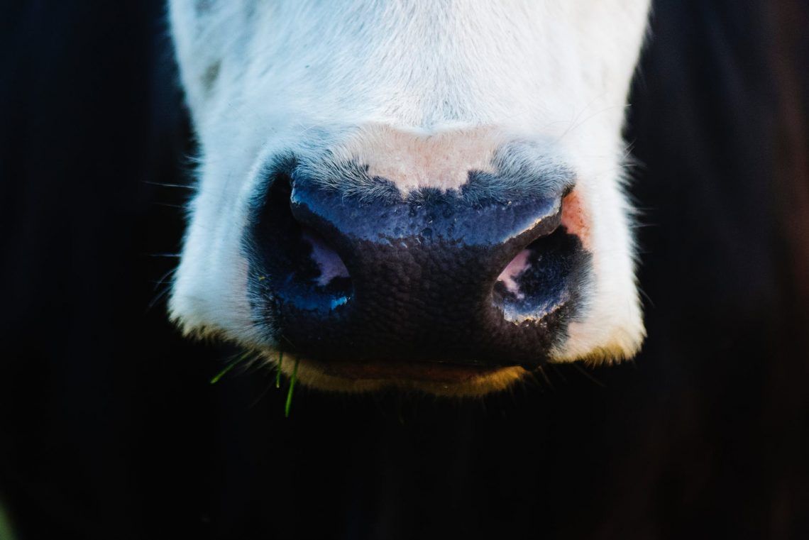 close up photo of white and black animal