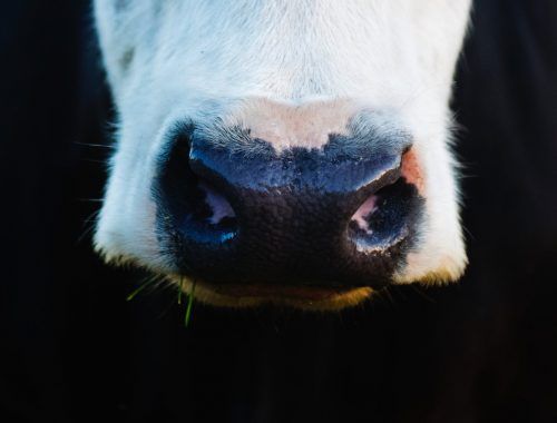 close up photo of white and black animal