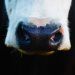 close up photo of white and black animal