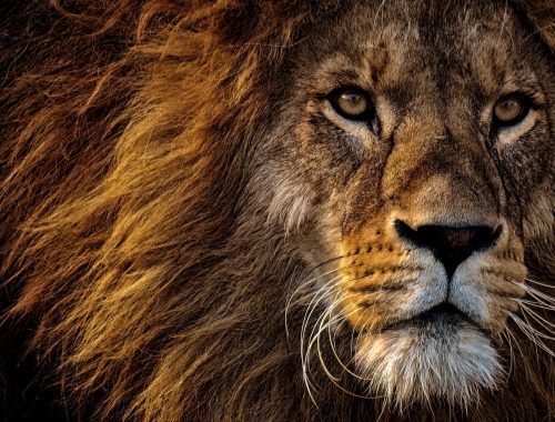 close up photo of lion s head