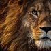 close up photo of lion s head