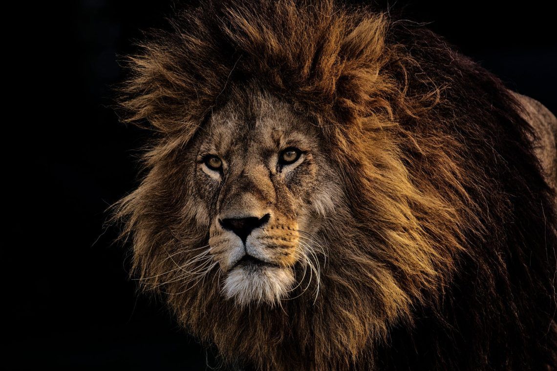 brown lion