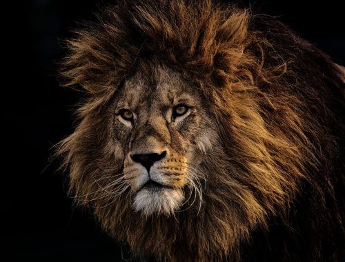 brown lion
