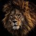 brown lion