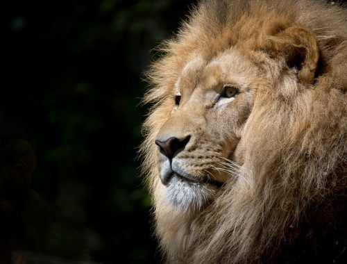 close up photography of brown lion