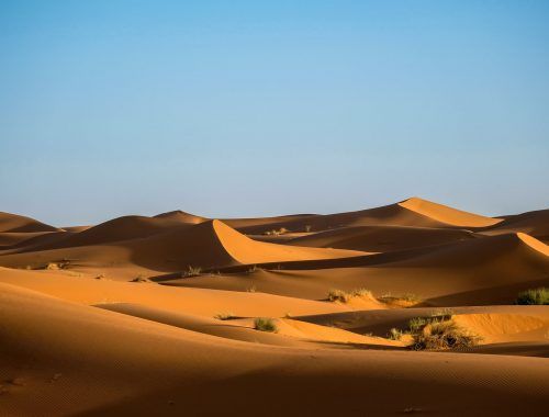 green bushes on desert