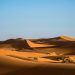 green bushes on desert