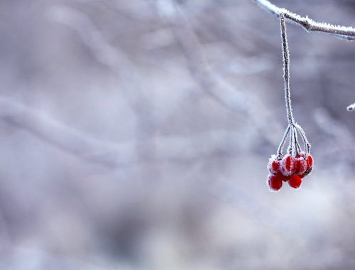 red fruit handing on tree branch selective color photography