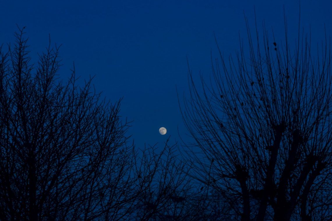 moon over bare trees
