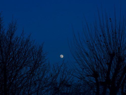 moon over bare trees