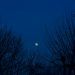 moon over bare trees