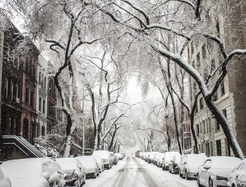 trees and cars covered by snow