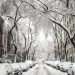 trees and cars covered by snow