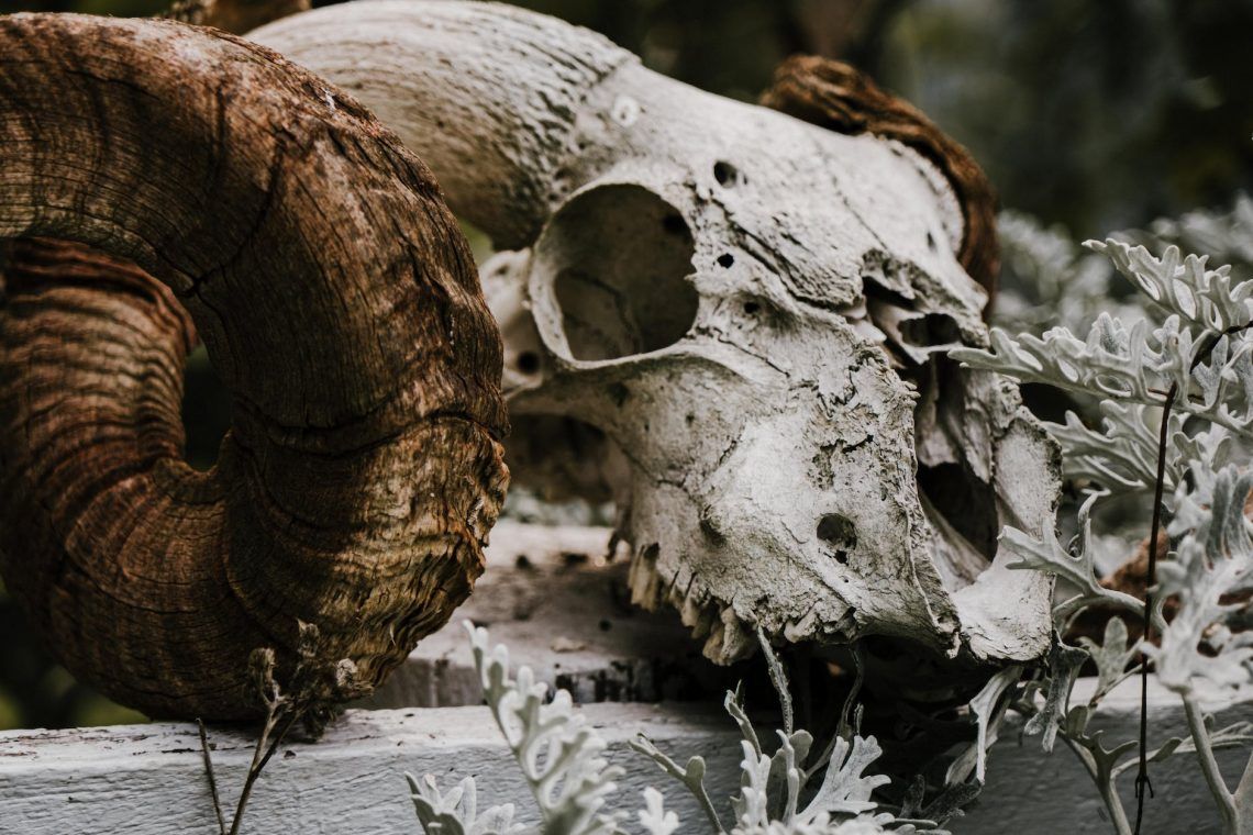 close up photograph of a skull