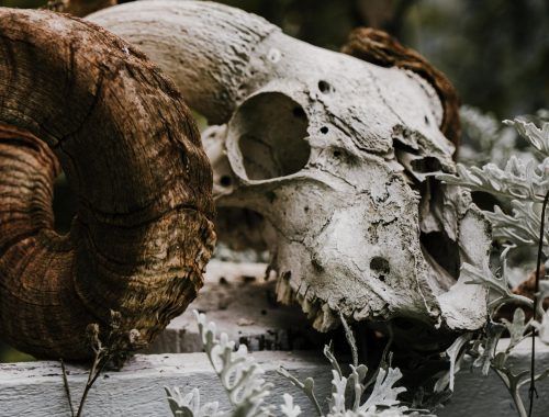 close up photograph of a skull