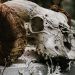 close up photograph of a skull