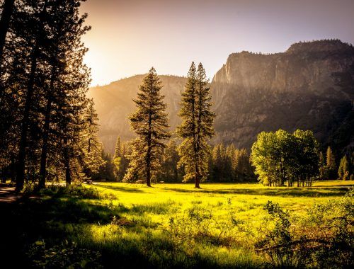 green grass field and green tress during day time