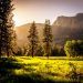 green grass field and green tress during day time