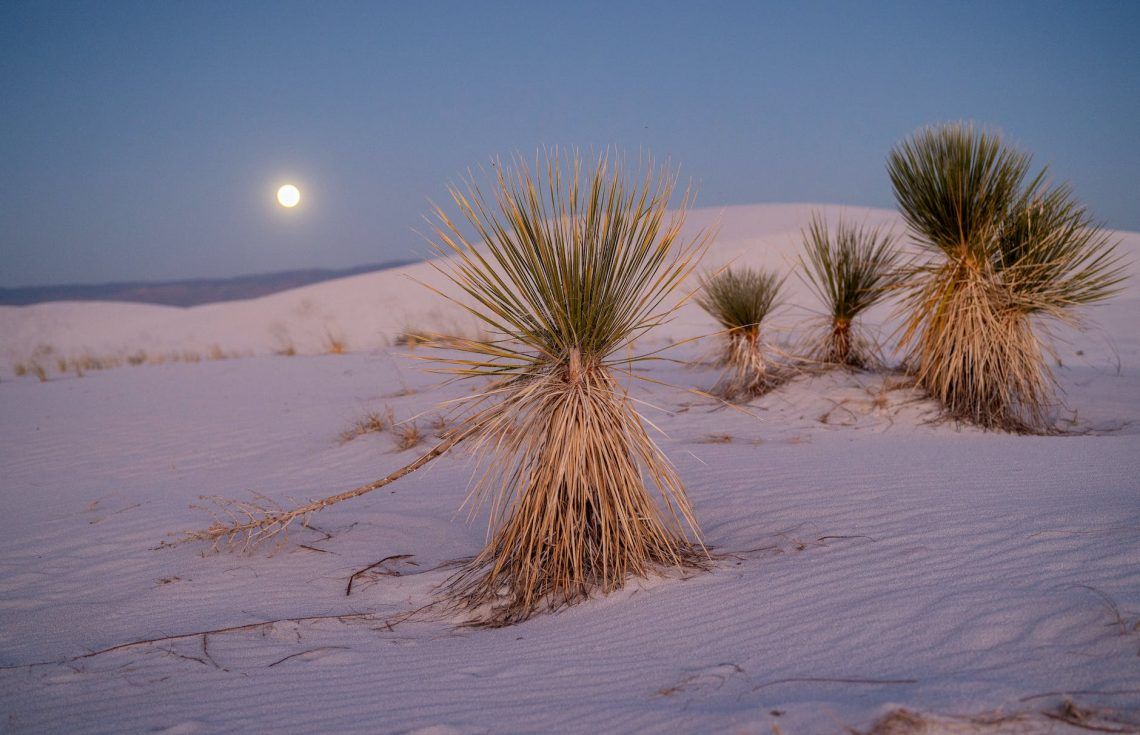 yucca in desert
