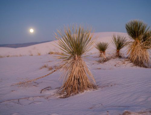 yucca in desert