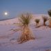 yucca in desert