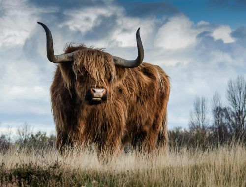 brown bull on green glass field under grey and blue cloudy sky