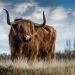 brown bull on green glass field under grey and blue cloudy sky