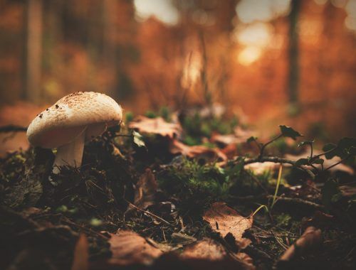 white and brown mushroom beside green leaf plant
