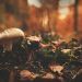 white and brown mushroom beside green leaf plant